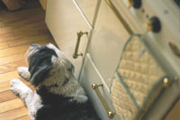 Home Enery Care Register image: large dog relaxing in kitchen